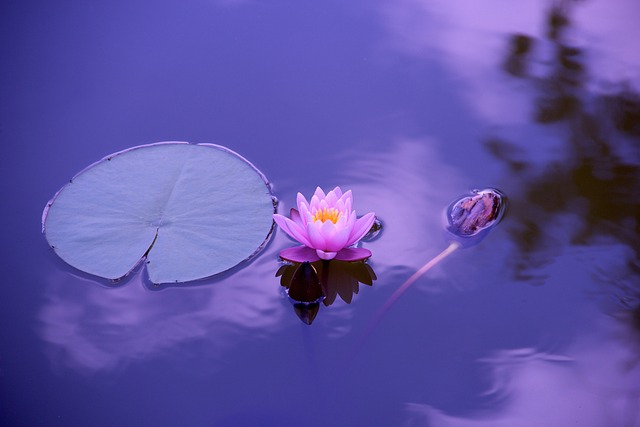 Lilypad and lotus floating on water